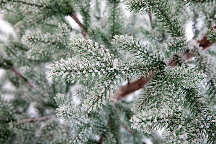 Ель CRYSTAL TREES РОНДА а в снегу 150 см. KP15150