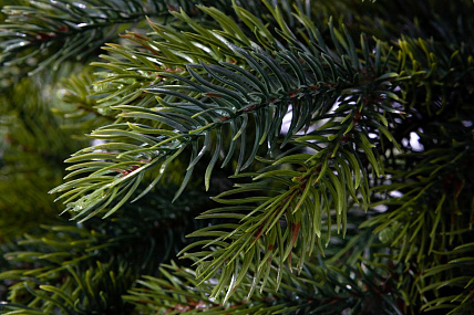 Ель CRYSTAL TREES Атланта Премиум зеленая 240 см. KP1024