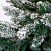 Ель CRYSTAL TREES ШОТЛАНДИЯ в снегу 180 см. KP4018S