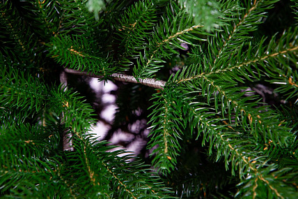 Ель CRYSTAL TREES Усадебная 230 см KP5230