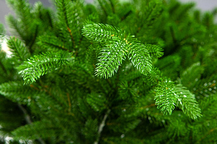 Ель CRYSTAL TREES ТАЛА 150 см. KP27150