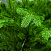 Ель CRYSTAL TREES ТАЛА 150 см. KP27150
