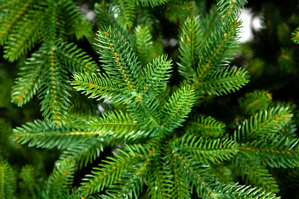 Ель CRYSTAL TREES ТРИУМФ 215 см. KP65215