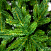 Ель CRYSTAL TREES ТРИУМФ 215 см. KP65215