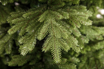 Ель CRYSTAL TREES Эвита 300 см. KP4430