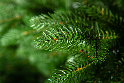 Ель CRYSTAL TREES ВЕРСАЛЬСКИЕ ОГНИ 185 см. KP22185