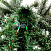 Ель CRYSTAL TREES АНДОРРА в снегу 210 см KP61210