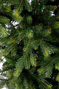 Ель CRYSTAL TREES Княжеская зеленая 180 см KP6218