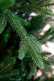 Ель CRYSTAL TREES ПЕРСЕЯ 215 см KP11215