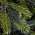 Ель CRYSTAL TREES Атланта Премиум зеленая 240 см. KP1024