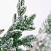 Ель CRYSTAL TREES ШОТЛАНДИЯ в снегу 230 см. KP4723S