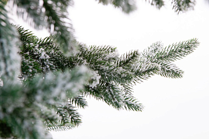 Ель CRYSTAL TREES ШОТЛАНДИЯ в снегу 230 см. KP4723S