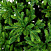 Ель CRYSTAL TREES ТРИУМФ 215 см. KP65215