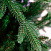 Ель CRYSTAL TREES ПЕРСЕЯ 250 см. KP11250