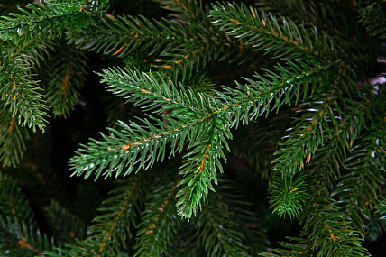 Ель CRYSTAL TREES Усадебная 250 см KP5250
