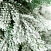 Ель CRYSTAL TREES ЭМИЛИ зеленая в снегу 300 см. KP4630S