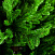 Ель CRYSTAL TREES ПРОВАНС 215 см. KP25215