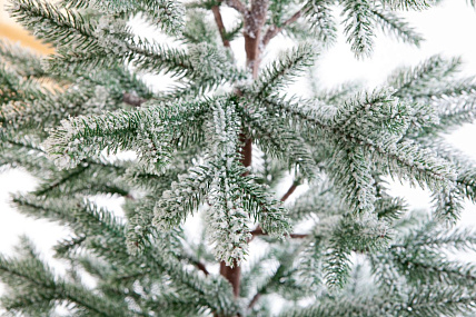 Ель CRYSTAL TREES РОНДА а в снегу 150 см. KP15150