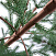 Ель CRYSTAL TREES БОРГО зеленая с шишками 180 см. KP16180