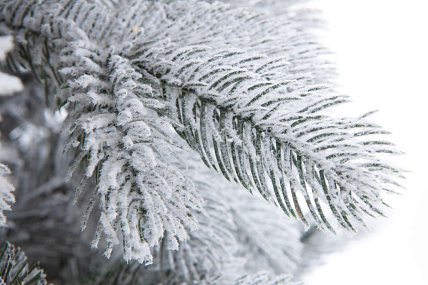 Ель CRYSTAL TREES МОЛЬВЕНО в снегу с вплетенной гирляндой 250 см. KP7250SL