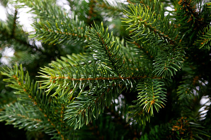 Ель CRYSTAL TREES Княжеская зеленая 210 см KP6221