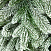 Ель CRYSTAL TREES АНДОРРА в снегу 210 см KP61210