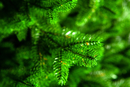 Ель CRYSTAL TREES ПРОВАНС 215 см. KP25215
