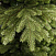 CRYSTAL TREES Искусственная Ель Эвита 180 см