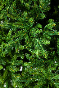 Ель CRYSTAL TREES ТРИУМФ 215 см. KP65215