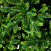 Ель CRYSTAL TREES ТРИУМФ 215 см. KP65215
