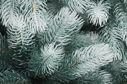 CRYSTAL TREES Искусственная Сосна Швейцарская снежная 225 см