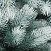 CRYSTAL TREES Искусственная Сосна Швейцарская снежная 225 см