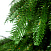 Ель CRYSTAL TREES ВЕРСАЛЬСКИЕ ОГНИ 215 см. KP22215